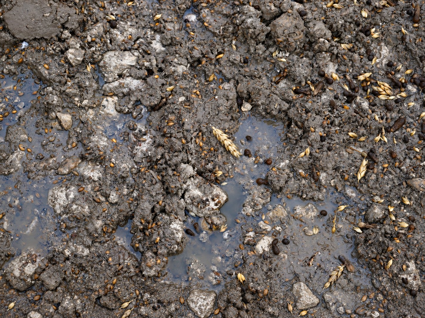 Des grains de blé tombés sur la terre humide d'une cour
